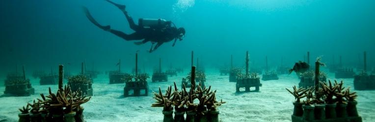 Ejemplo de restauración del hábitat submarino