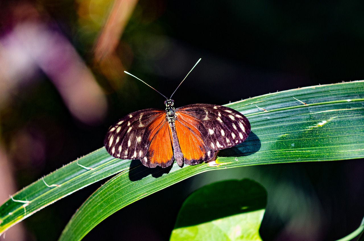 NBS for Biodiversity