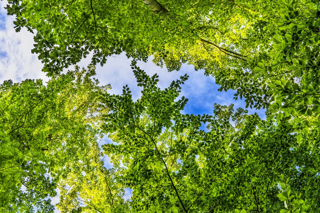 Tree canopy