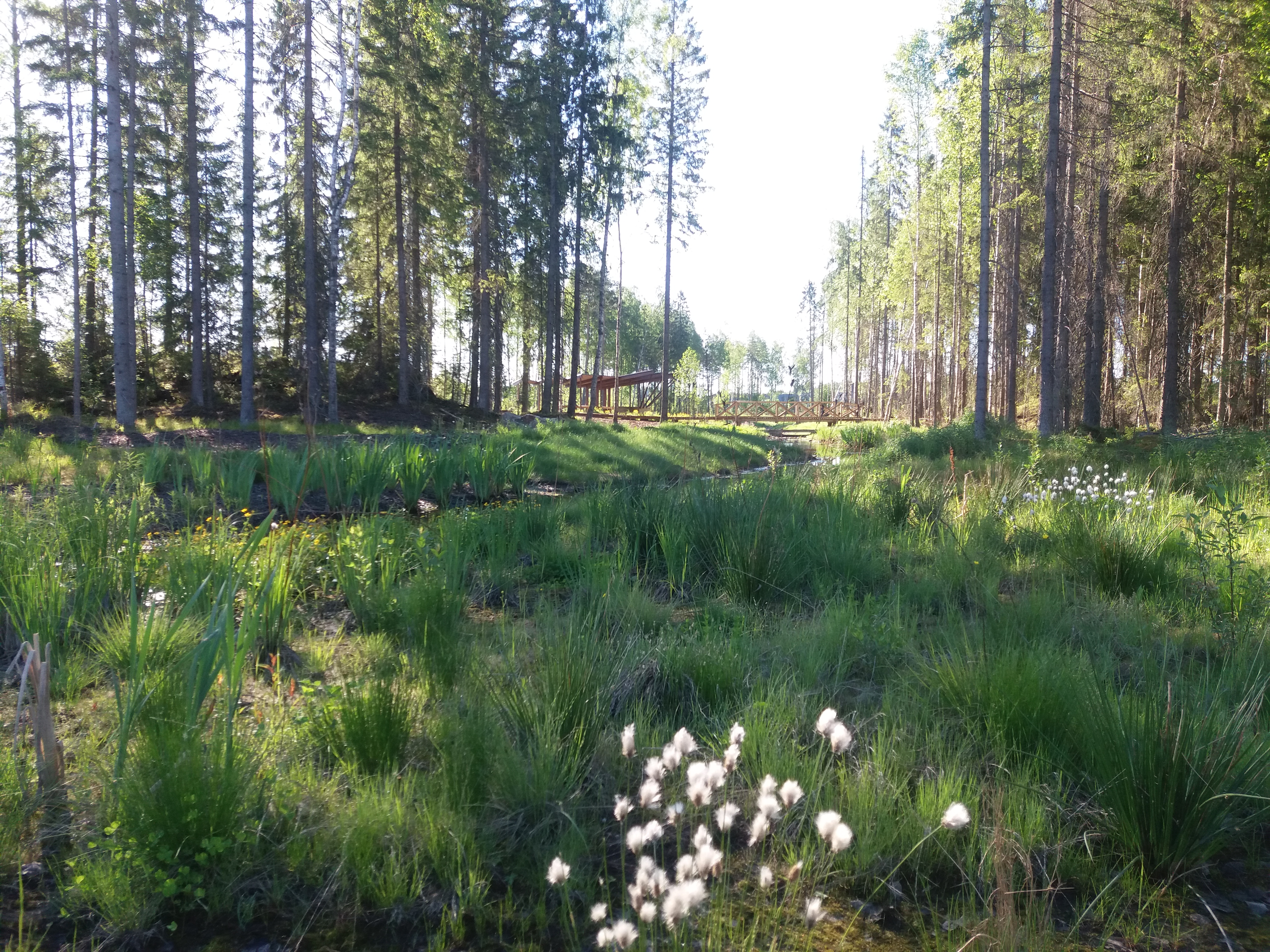 Wetland, Tampere