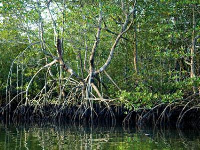 Example of a Mangrove